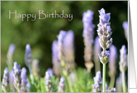 Lavender Birthday...