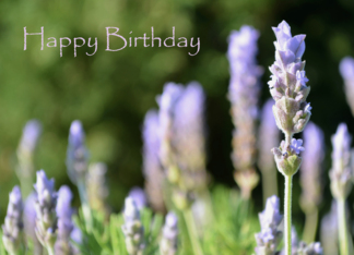 Lavender Birthday...