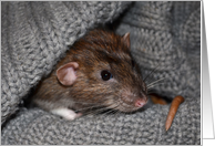 Cute Pet Rat Card