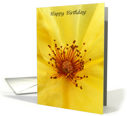 Yellow Rose Detail  - Happy Birthday card (199142)