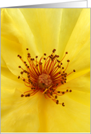 Yellow Rose Detail