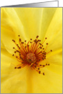Yellow Rose Detail card
