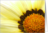 Coreopsis Flower Blank card