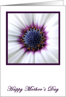 Purple Daisy Mothers Day card