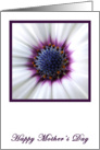 Purple Daisy Mothers Day card