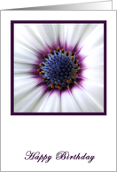 Purple Daisy Birthday card