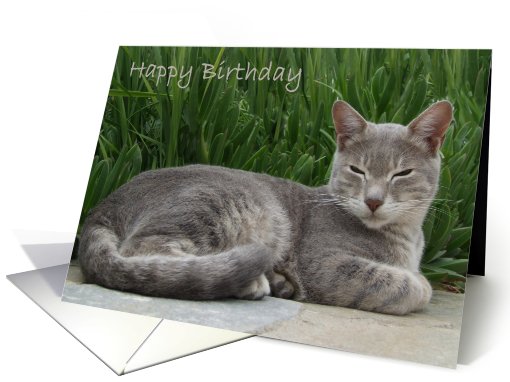 Grey Cat Birthday card (515720)