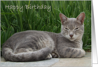 Grey Cat Birthday...