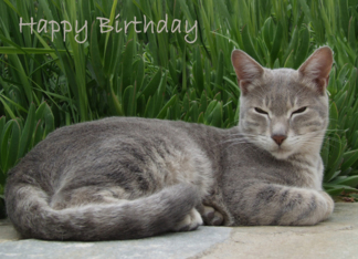 Grey Cat Birthday...