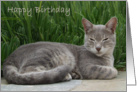 Grey Cat Birthday Card