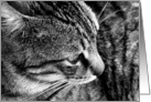 B&W Cat Photo Card