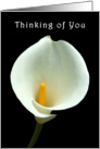 Lilly Thinking of You card