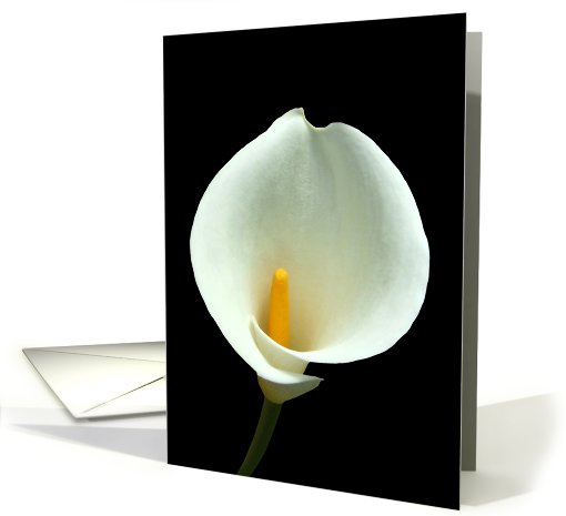 White Lilly card (592151)