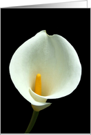 White Lilly Card