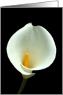 White Lilly Card