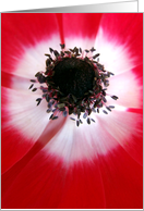 Red Flower Center card