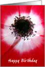 Red Flower - Birthday card