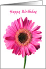Pink Gerbera Happy Birthday card