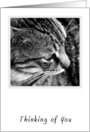 Cat Thinking of You Card