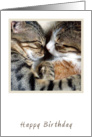 Cat Love Birthday Card