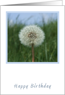 Dandelion Birthday Card