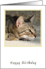 Tabby Cat Birthday Card