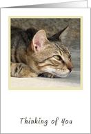 Tabby Cat Thinking of You Card