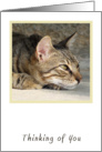 Tabby Cat Thinking of You Card