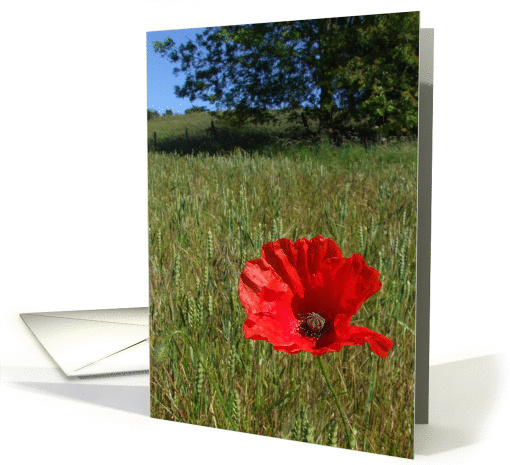 Summer Poppy card (837087)