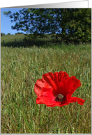 Summer Poppy Card