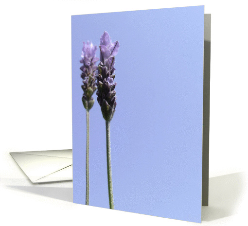 Lavendar card (837095)