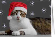 Santa Cat Christmas Card