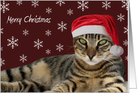 Santa Tabby Cat Merry Christmas Card
