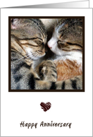 Cat Love Anniversary Card