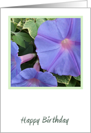 Morning Glory Flowers Birthday Card