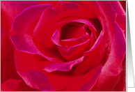 Pink Rose Card