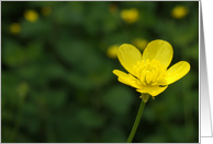 Buttercup Flower Card, Blank Note Card