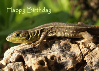 Lizard Birthday Card