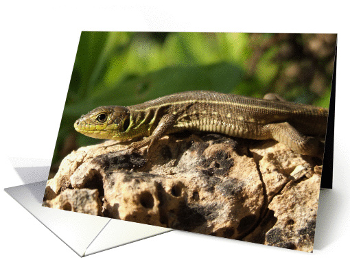 Lizard card (927351)