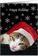 Happy Holidays, Cat...