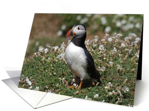 Atlantic Puffin, glossy card (88647)