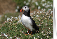 Atlantic Puffin, glossy card