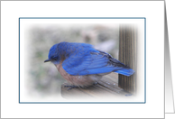 Happiness bluebird card