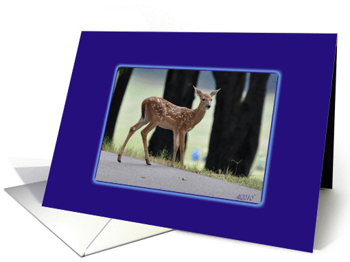 Fawn in Blue card (693174)