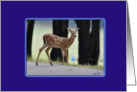 Fawn in Blue card