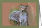 The Visitor, Cute Squirrel card