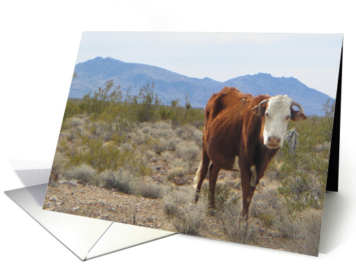 Cow Blank Inside card (89040)