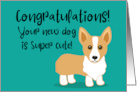 Congratulations on Your New Dog Blue With Corgi Dog card