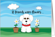 Bichon Frise with...