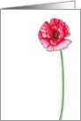 Poppy Birthday Card